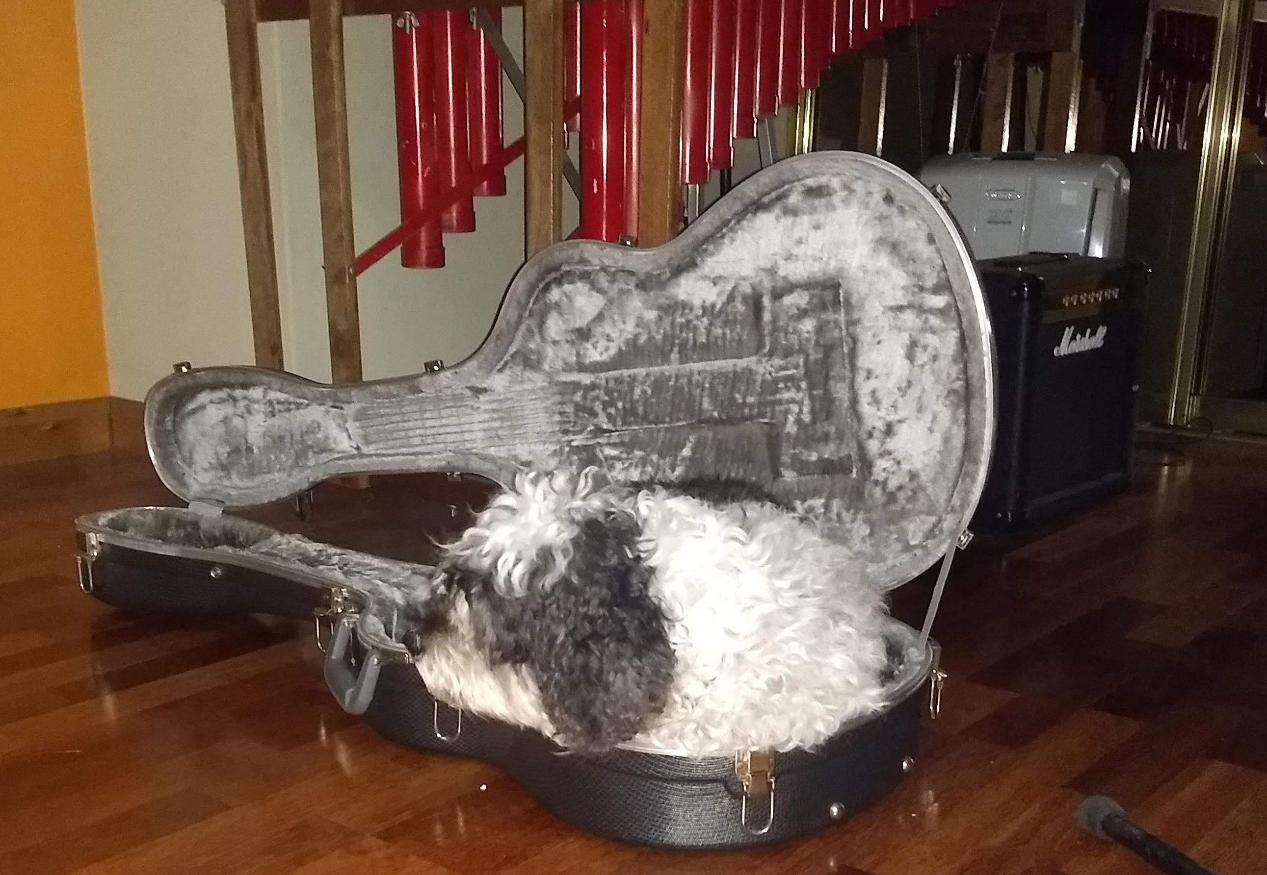 Patchy the dog